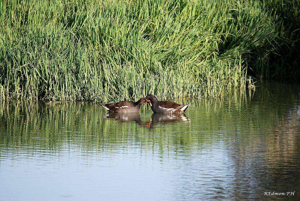 Gallinelle d''acqua, un incontro molto tenero!!!